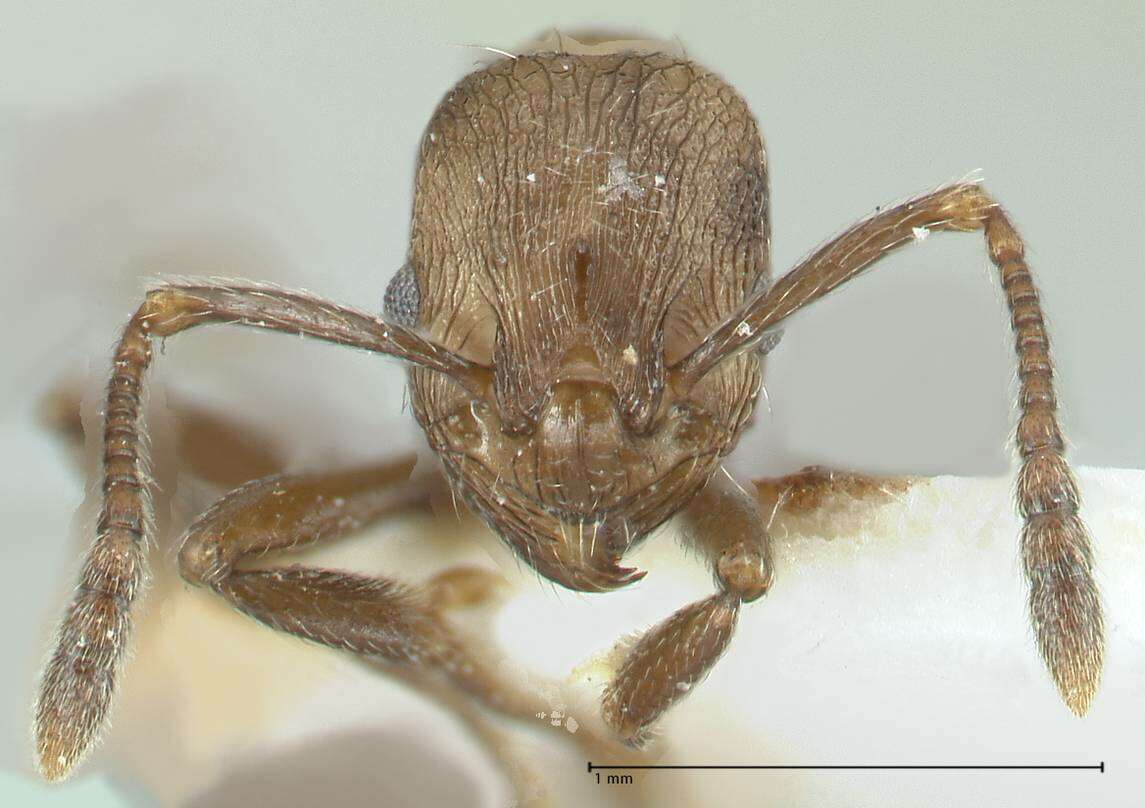 Image of Myrmica wardi