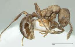 Image of Myrmica wardi