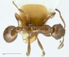 Image of Myrmica nitida