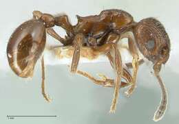 Image of Myrmica nitida