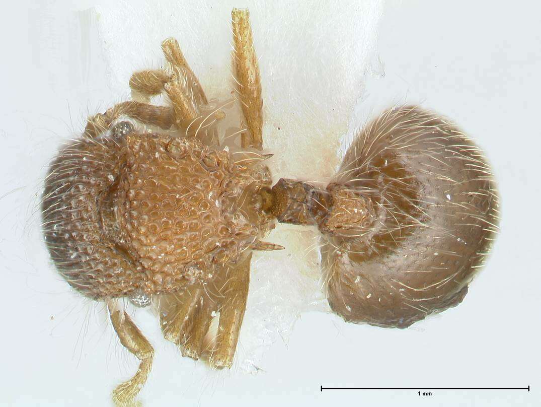 Image of Meranoplus nepalensis