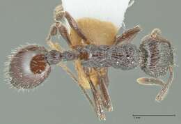 Image of Myrmica rhytida