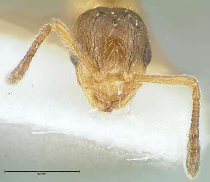 Image of <i>Temnothorax birgitae</i>