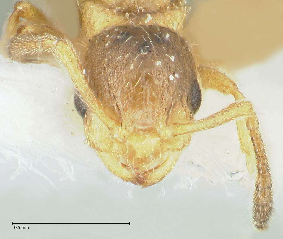 Image of <i>Temnothorax birgitae</i>