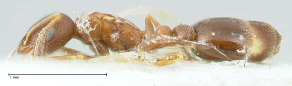 Image of Cardiocondyla kushanica Pisarski 1967