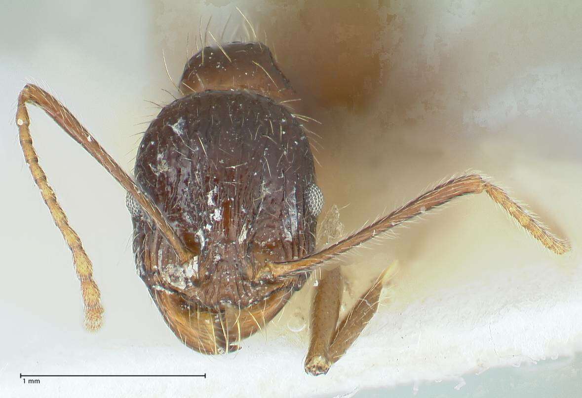 Image of Messor aphaenogasteroides Pisarski 1967