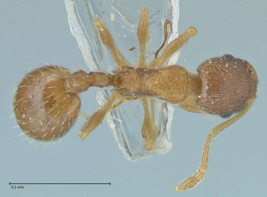 Image of <i>Temnothorax kubira</i>