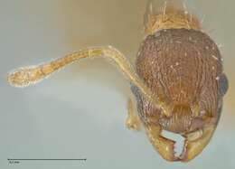 Image of <i>Temnothorax kubira</i>