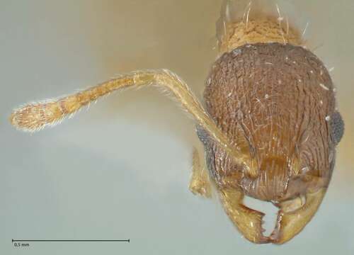 Image of <i>Temnothorax kubira</i>