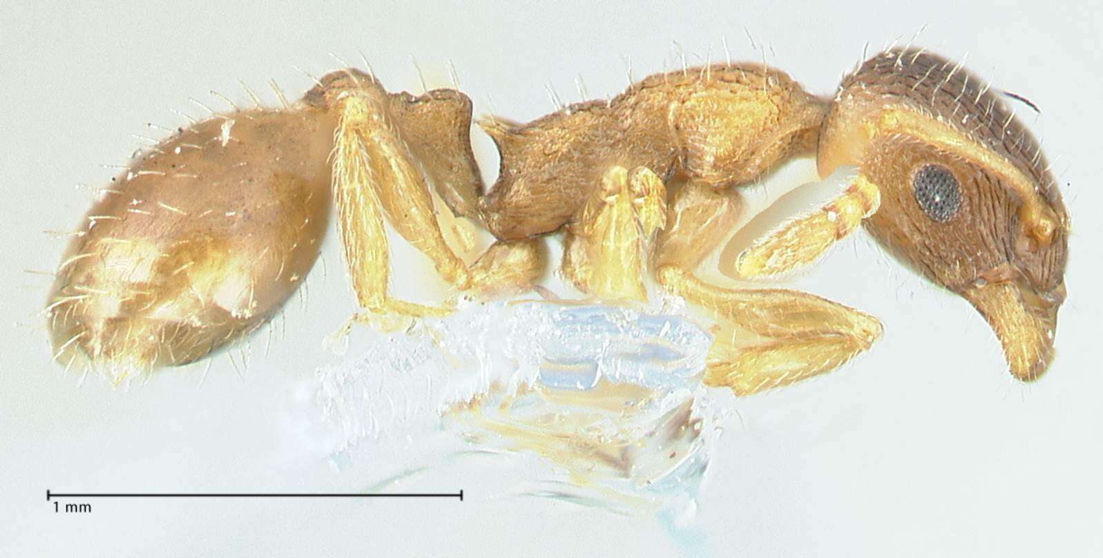 Image of <i>Temnothorax kubira</i>