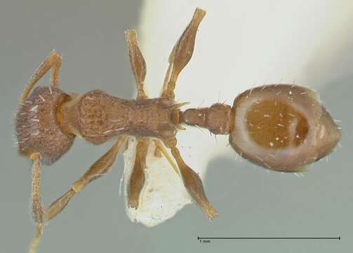 Image of Temnothorax anira