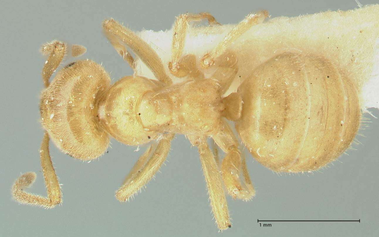 Image of Lasius jensi Seifert 1982