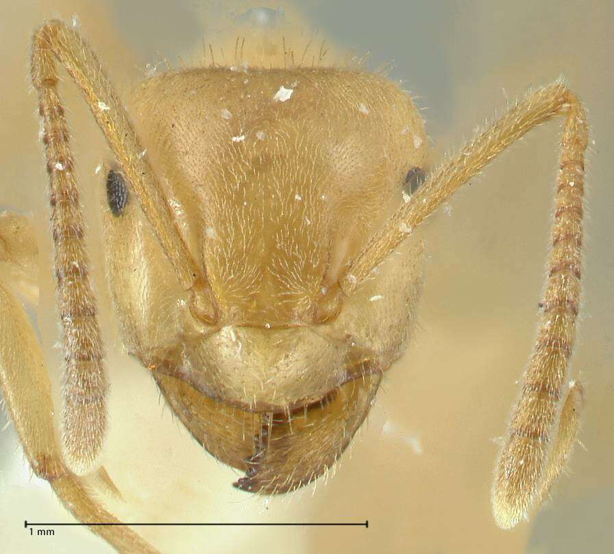 Image of Lasius jensi Seifert 1982