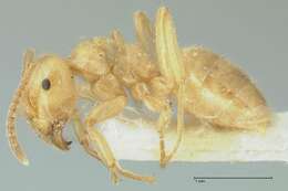 Image of Lasius jensi Seifert 1982