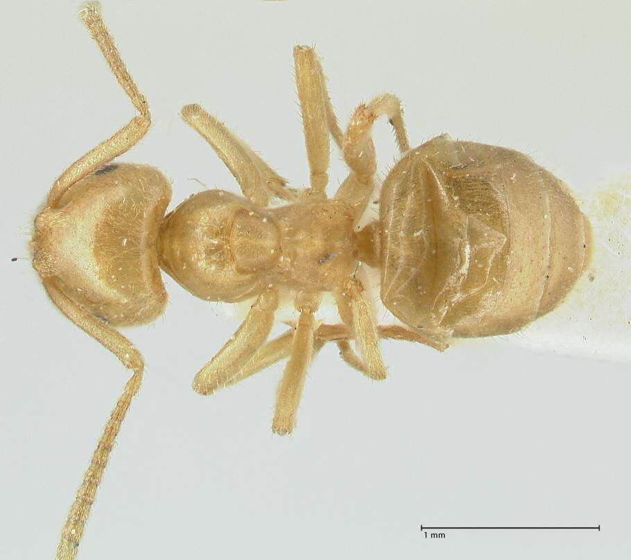 Image of Lasius jensi Seifert 1982