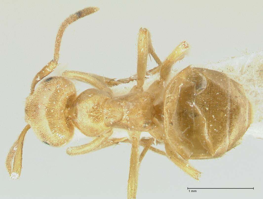 Image of Lasius jensi Seifert 1982