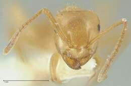 Image of Lasius jensi Seifert 1982