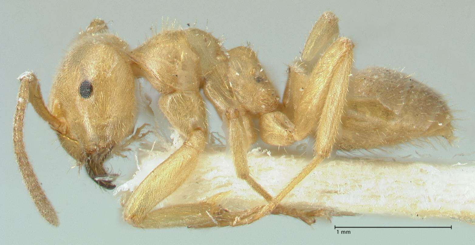 Image of Lasius jensi Seifert 1982