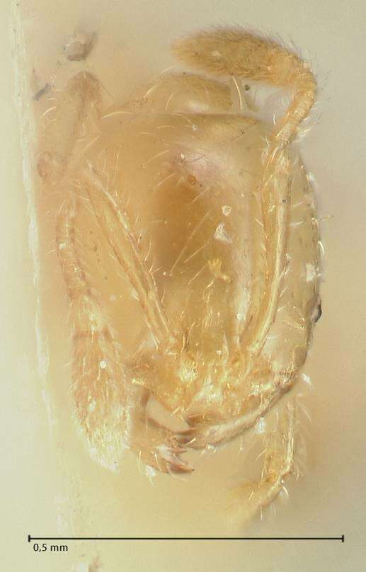 Image of Solenopsis decipiens Emery 1906