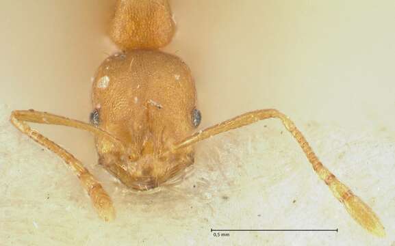 Image of Solenopsis succinea Emery 1890