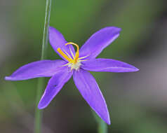 Image of fallflowering pleatleaf