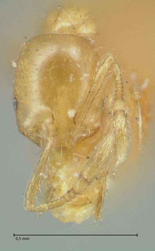 Image of Solenopsis laeviceps Mayr 1870