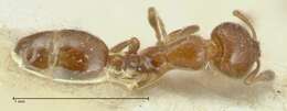 Image of Solenopsis parva Mayr 1868