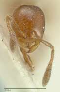 Image of Solenopsis parva Mayr 1868