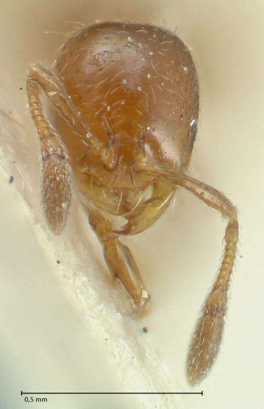 Image of Solenopsis parva Mayr 1868