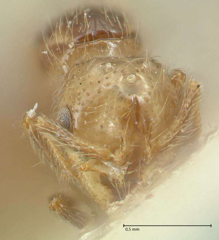 Image of Solenopsis parva Mayr 1868