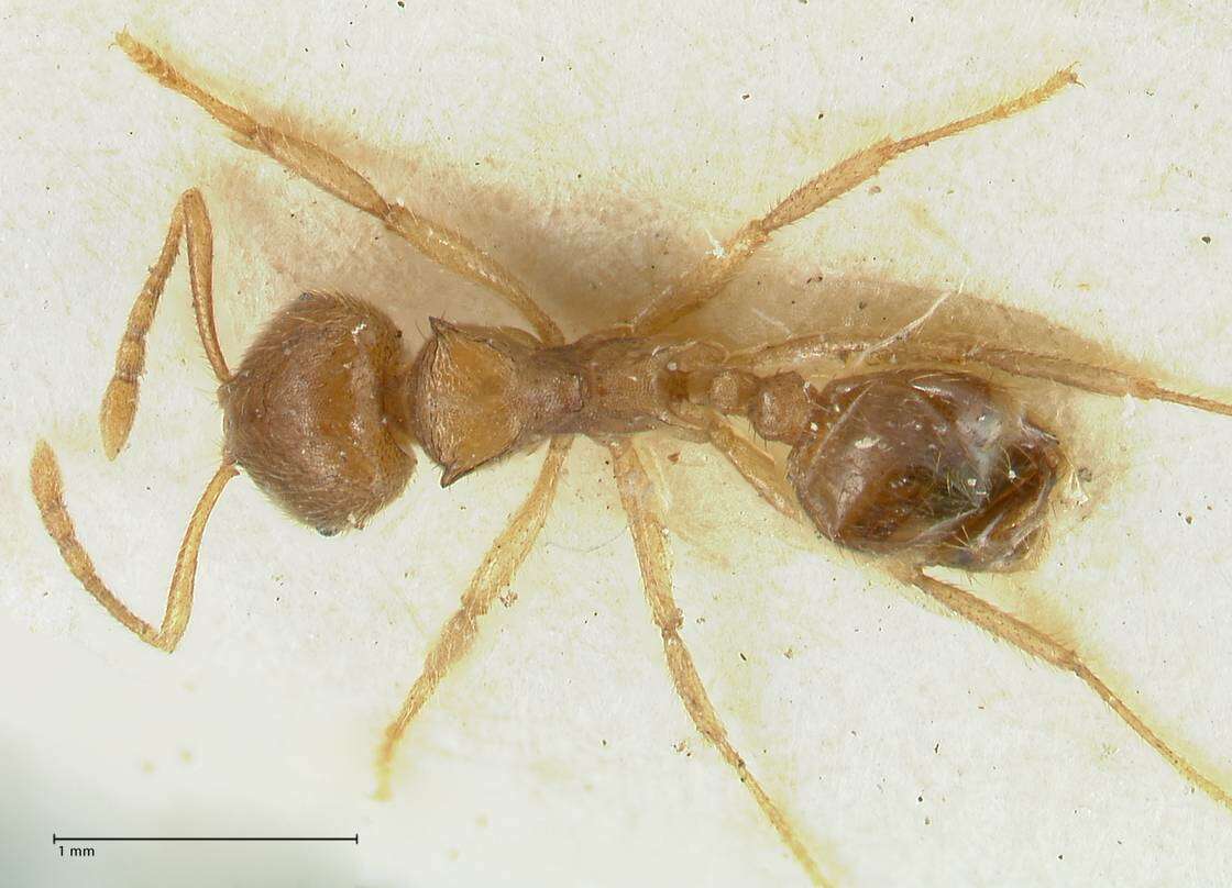 Image of Lophomyrmex opaciceps Viehmeyer 1922