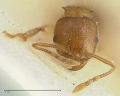 Image of Lophomyrmex opaciceps Viehmeyer 1922