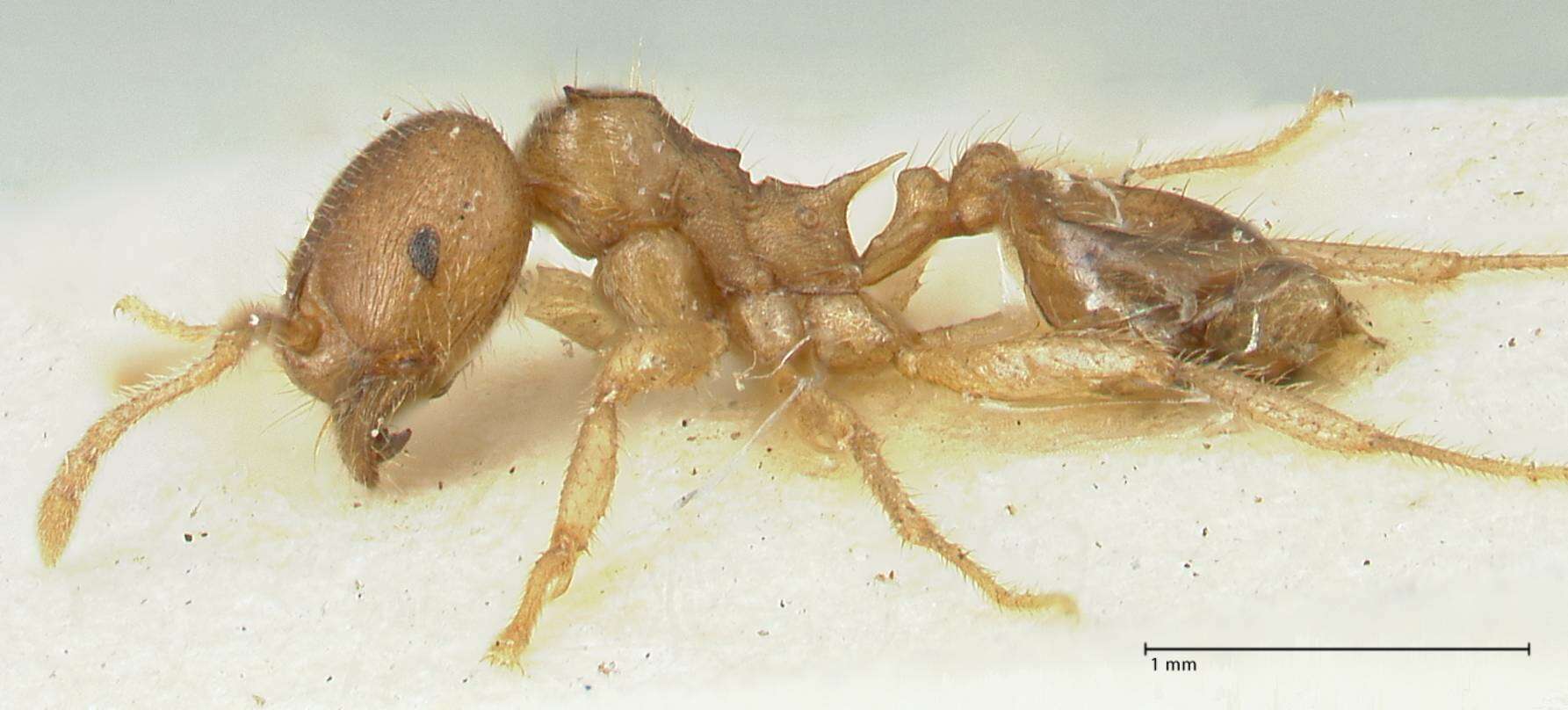 Image of Lophomyrmex opaciceps Viehmeyer 1922