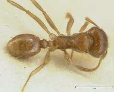 Image of Lophomyrmex opaciceps Viehmeyer 1922