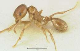 Image of Lophomyrmex opaciceps Viehmeyer 1922