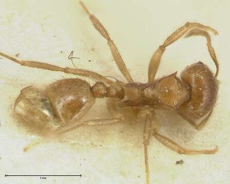 Image of Lophomyrmex opaciceps Viehmeyer 1922