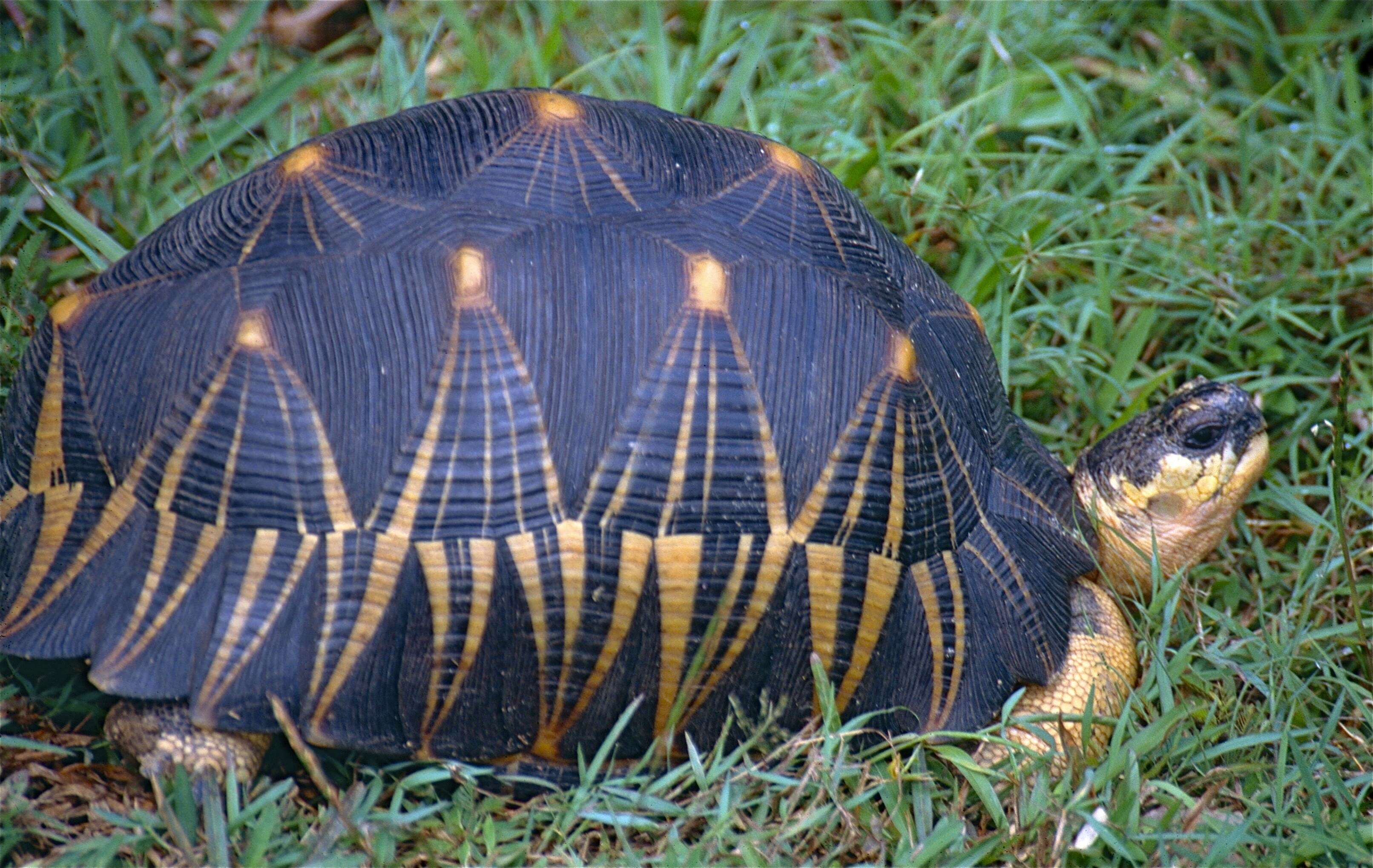 Image of Radiated Tortoise