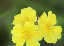 Image of pine barren frostweed