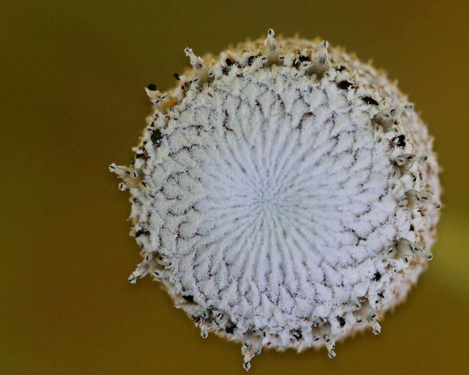 صورة Eriocaulon decangulare L.