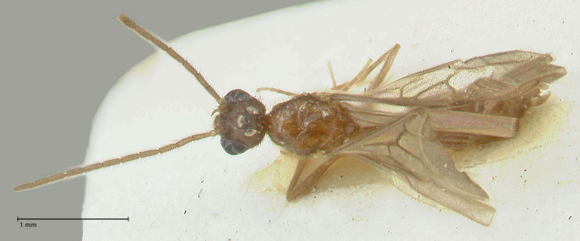 Image of Carebara overbecki