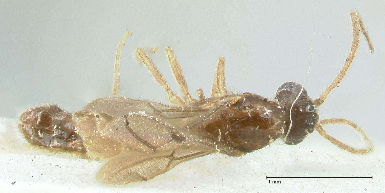 Image of Carebara overbecki