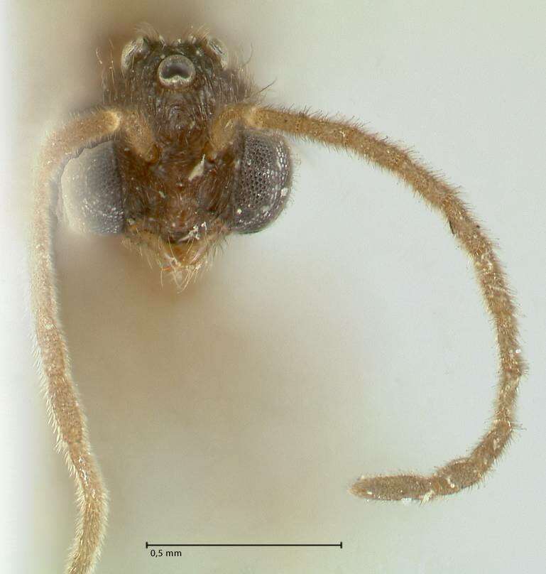 Image of Carebara overbecki