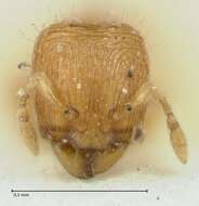 Image of Carebara overbecki