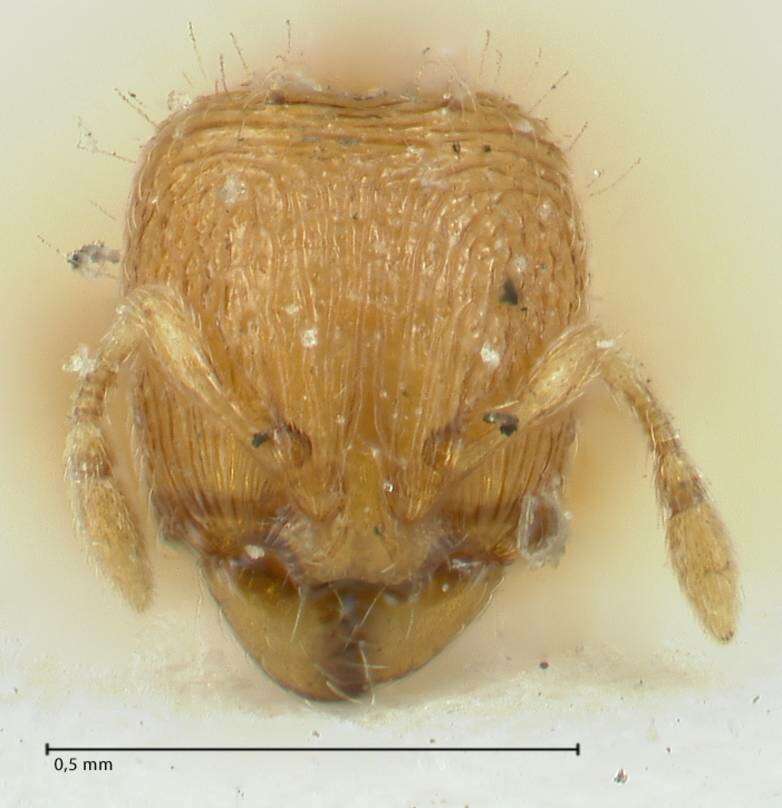 Image of Carebara overbecki