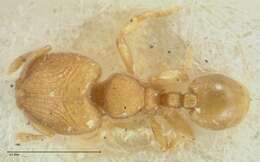 Image of Carebara overbecki