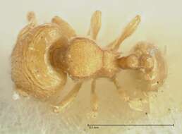 Image of Carebara overbecki