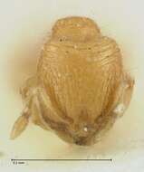 Image of Carebara overbecki