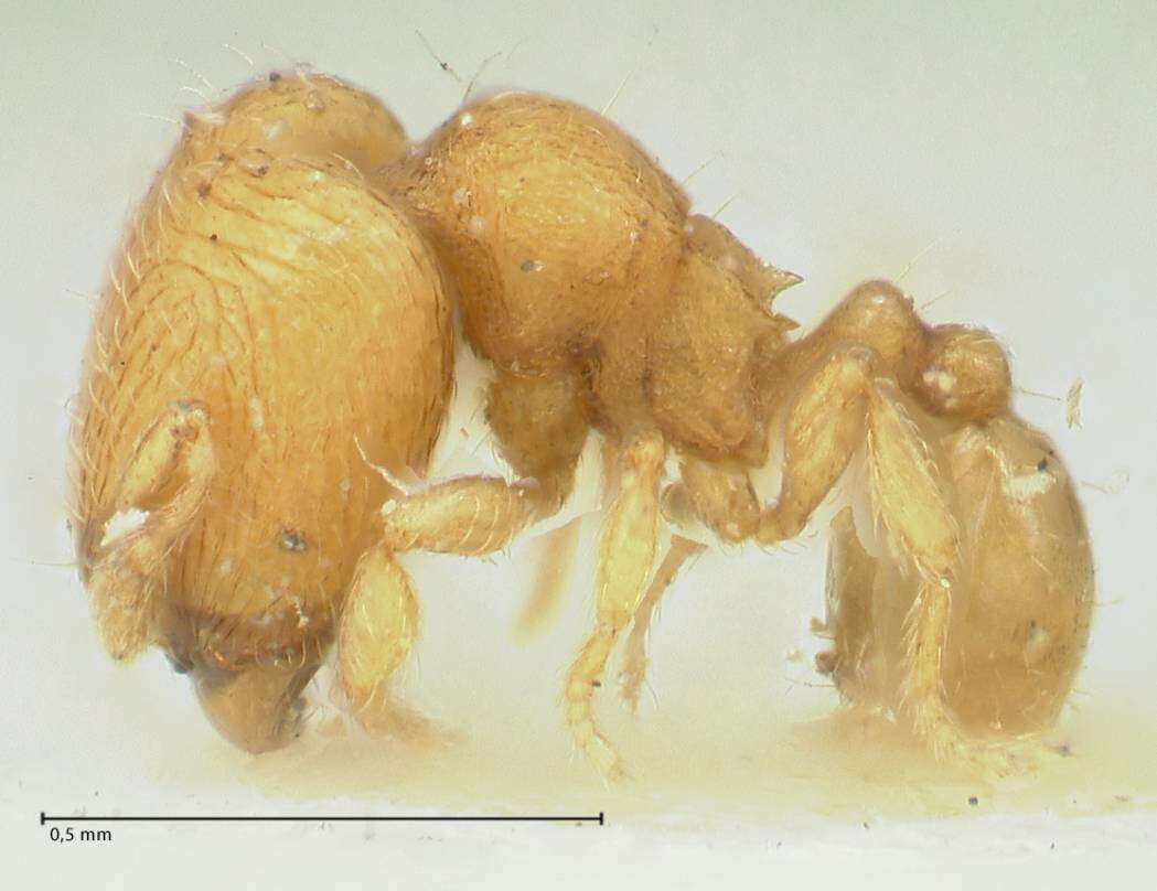 Image of Carebara overbecki