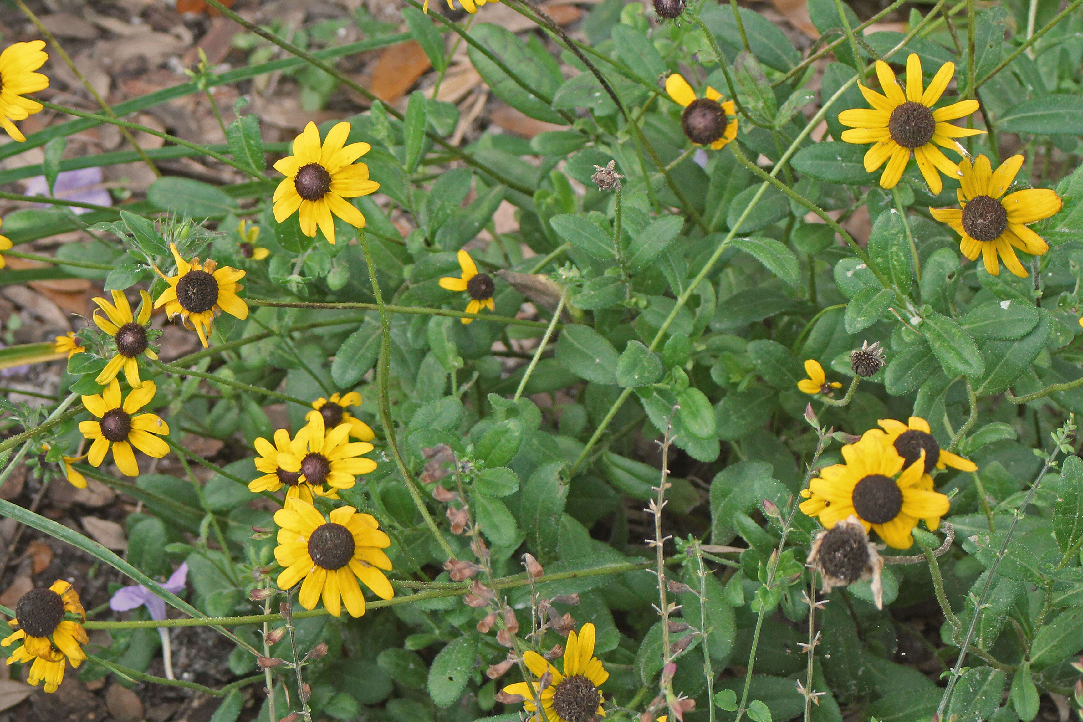 Image of blackeyed Susan