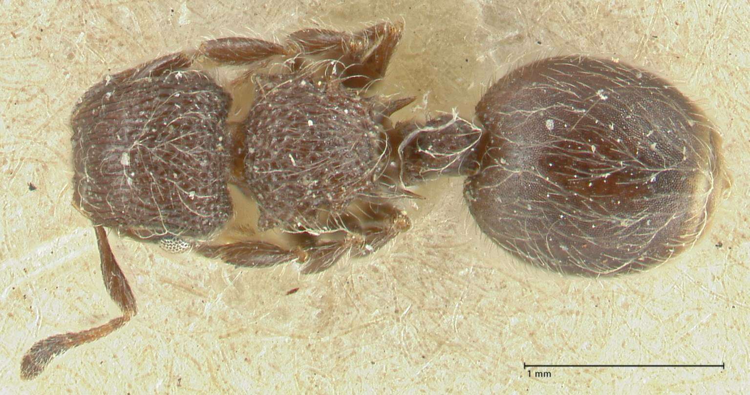 Image of Meranoplus peringueyi Emery 1886